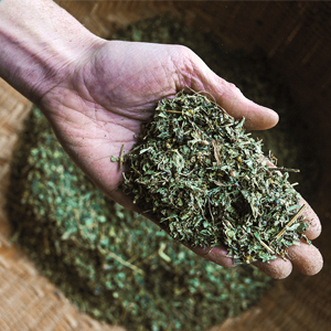 herb, organic, medicinal herbs