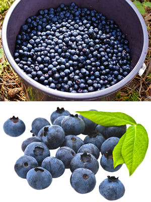 Mariani Wild Blueberries are Native to North America