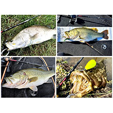 Amazon | 【TRANSCENDENCE/トランスセンデンス】Ocelate 59B