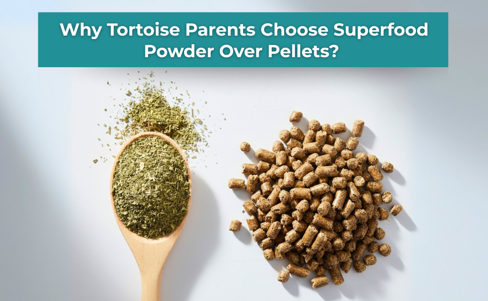 Why Tortoise Parents Choose Superfood Powder Over Pellets?