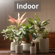 indoor