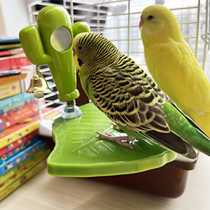 Bird Training Platform Entertainment Stand with Mirror Bell