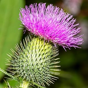 Milk thistle