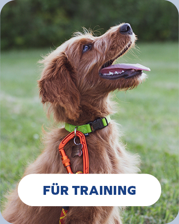 Brauner Hund trägt grünes Halsband mit orangefarbener Leinenbefestigung und schaut nach oben. Auf der Textüberlagerung steht „FÜR TRAINING“, was auf ein Produkt oder eine Dienstleistung für das Hundetraining hinweist.