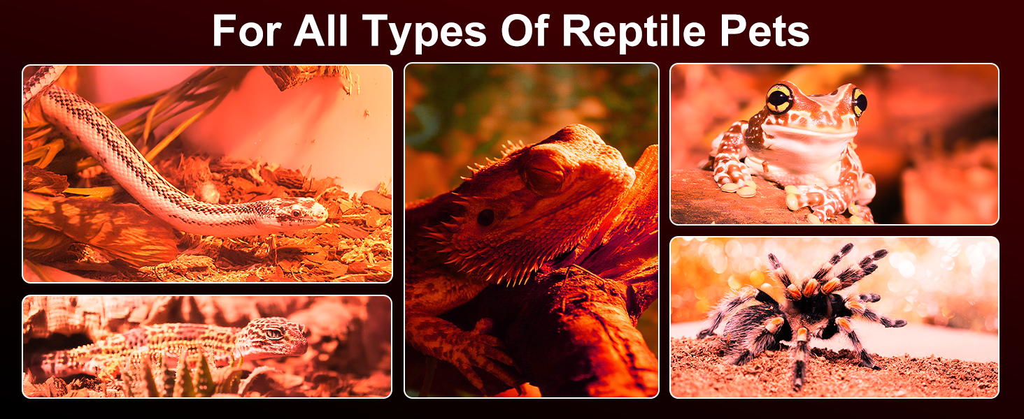 KINUR 75W Reptile Heat Lamp Bulb