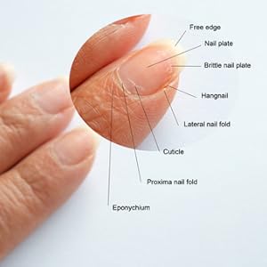 Anatomy of a nail