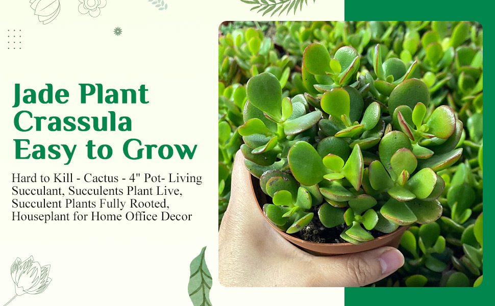 Amazon.com: Fat Plants San Diego 多肉植物完全植根於4 英吋(約