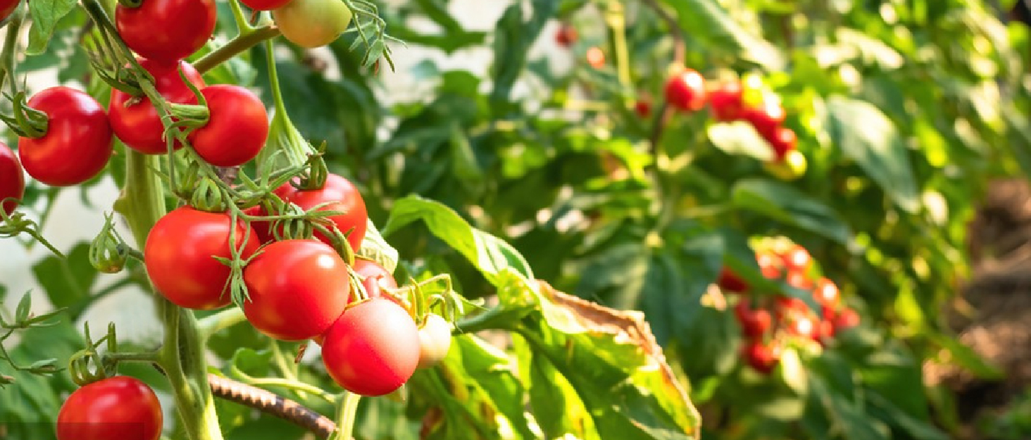 tomato-stakes