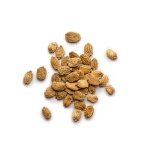 bittergourd seeds karela gardening home kitchen agriculture pavakai desi green