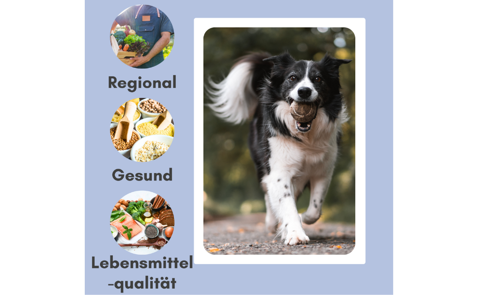 Hund