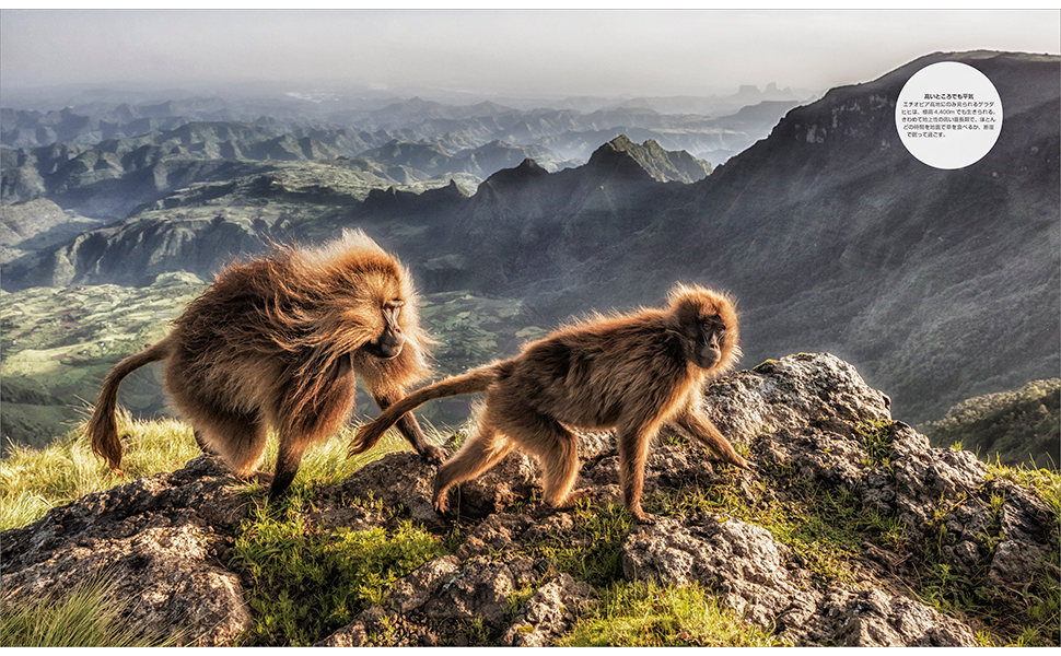 気候と生態系でわかる 地球の生物 大図鑑 | クリス・パッカム