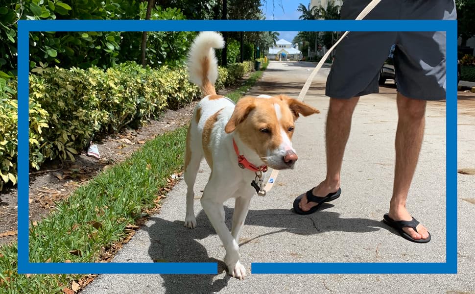 Lifestyle VetGen Hemp Leash
