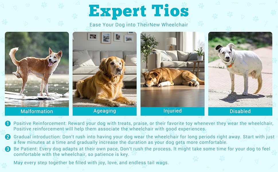 small dog wheelchair for back legs