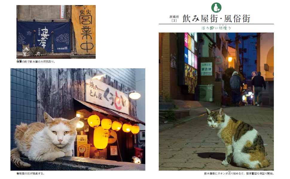 ねこページ 🫣❤️