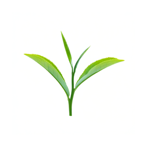 Green Tea Leaf
