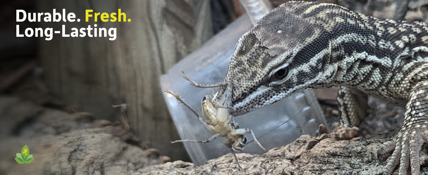 monitor with cricket