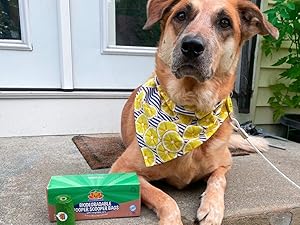 dog wearing a bandana sitting on a porch step next to poo bags box and a roll of bags