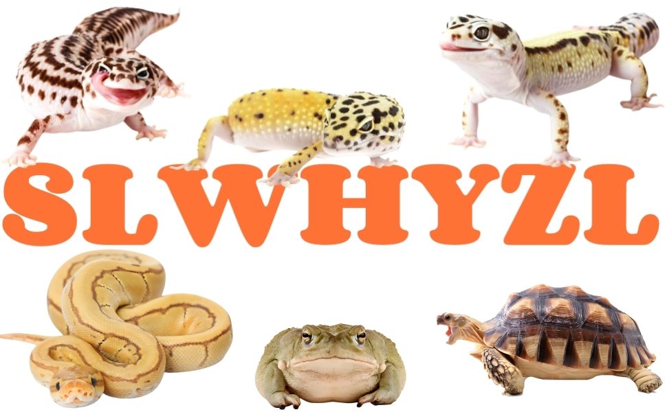 leopard gecko tank accessories