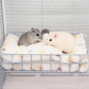 rat Cage Accessories