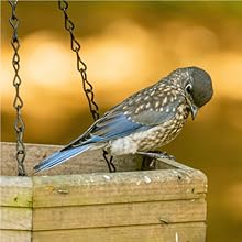 Schoen Farms Safflower Seed