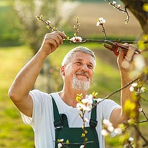 olive leaf extract
