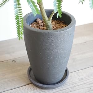 エバーフレッシュ　ミドルサイズ　インテリアポット入り‼️　H90cm エバーフレッシュ ミドルサイズ インテリアポット入り‼️ H90cm