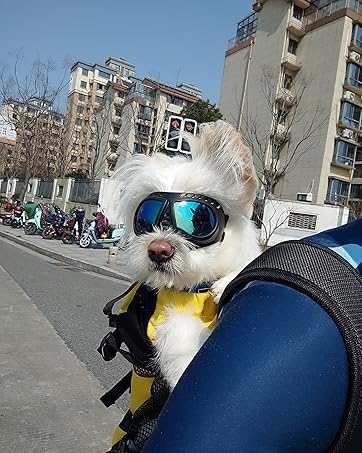 Pet goggles