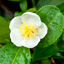 Camellia sinensis