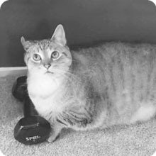 SONGWAY Cat Scratching Post Tree - Cat Tree with 3 Scratching Poles and Dangling Balls, Carpeted Base and Perch, Interactive Scratcher Toy for Indoor Cats Kittens, Grey 23 02-4