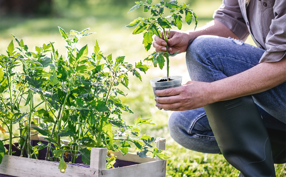 clear plant pots with drainage
