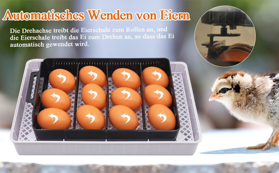 Automatic Incubator for 12 Eggs, Automatic Digital Incubator