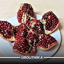humming herbs urolithin a supplement acoq10 pqq resveratrol supports cellular energy healthy aging