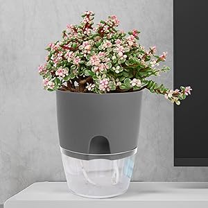 herb pot