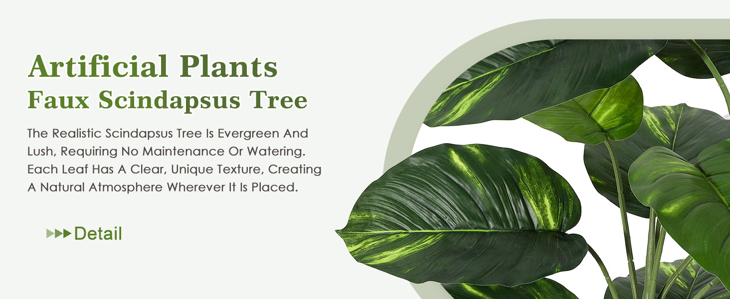 Scindapsus Aureus Plant Indoor