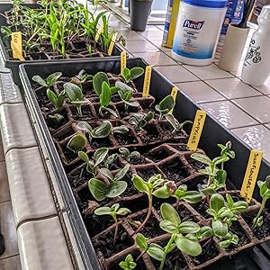 Planting Labels