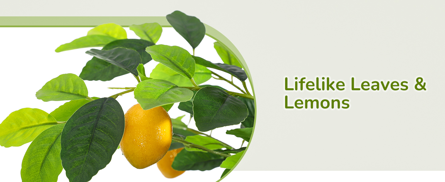 lemon tree