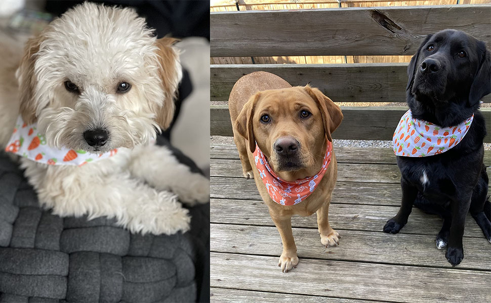 2 Pack Easter Day Dog Bandanas (Rabbit &amp; Carrot)