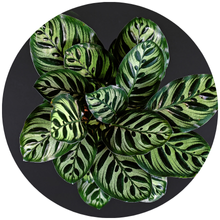 Cute Farms Houseplant Tap Water Conditioner Vibrant Plants