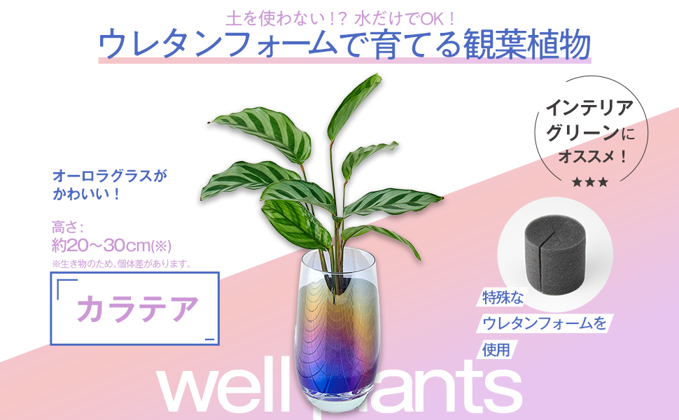 Amazon｜Well Plants 卓上 観葉植物 オーロラカップグラス 土を