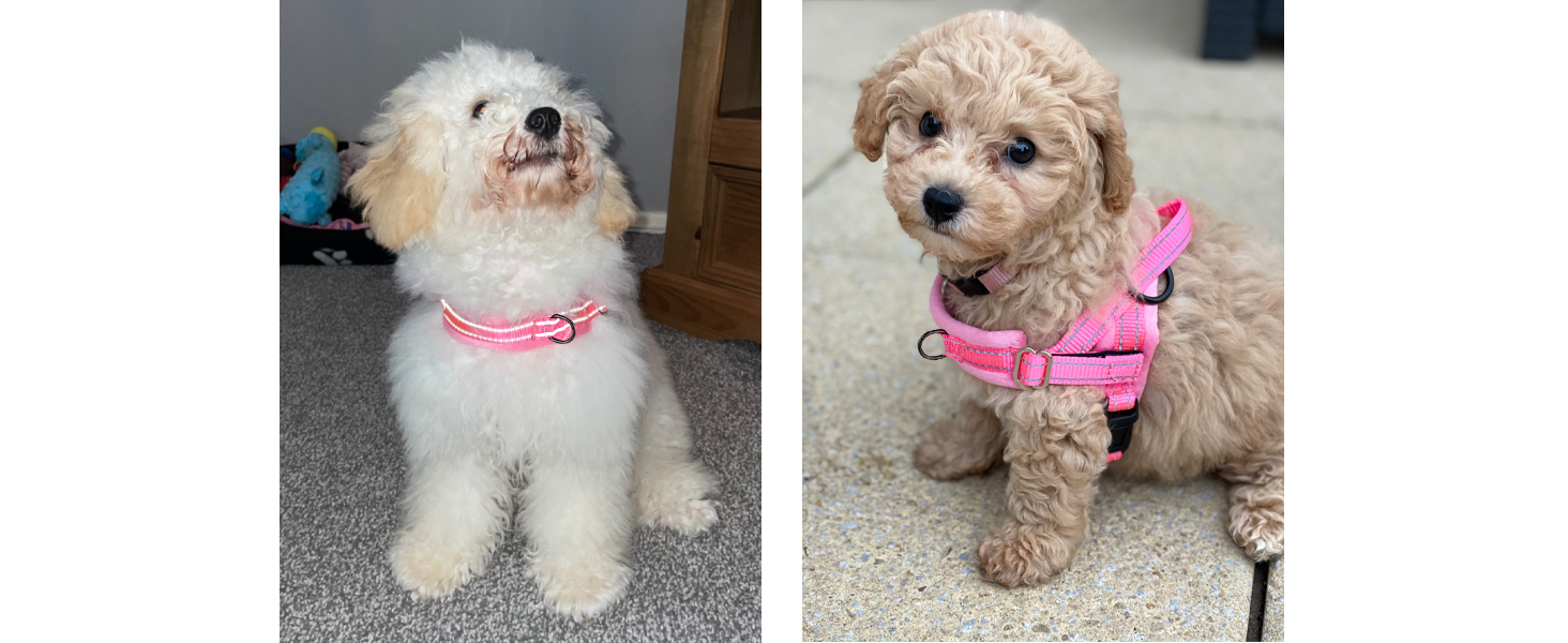 Walking Dog Harness and Leash Set