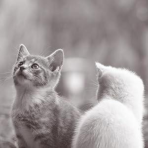 everanimals