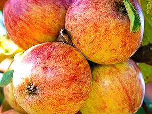 Amazon.co.jp: ITANSE りんごの苗木 品種：富士(ふじ) 2年生