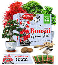 bonsai kit, bonsai, kit, start kit, gardening, gift