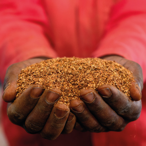 Rooibos tea in hands