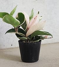 ボリュームあり　サクララン　ホヤカルノーサ　ワックスプラント　観葉植物　斑入り 楽天市場】（観葉植物）ホヤ カルノーサ（サクララン） 3号（5