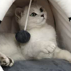 12.9 Inch Semi-Enclosed All-Season Cat Bed, Comfortable and Soft Indoor Cat Bed for Play and Sleep, Washable 17 4