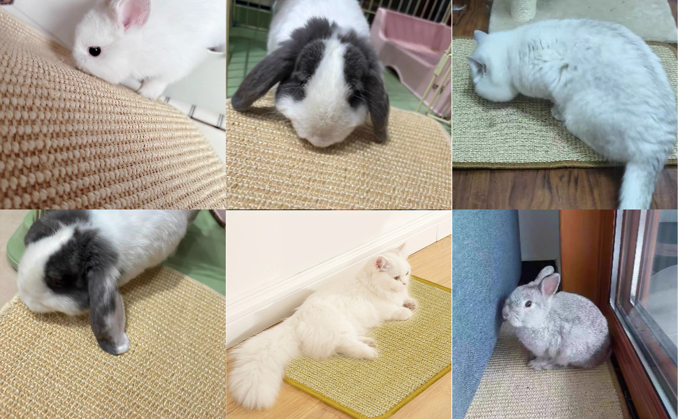 Bunny Supplies Usage Scenarios