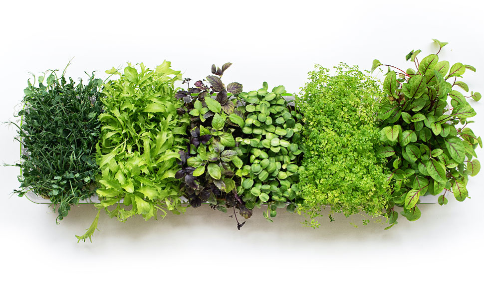   sprouting trays