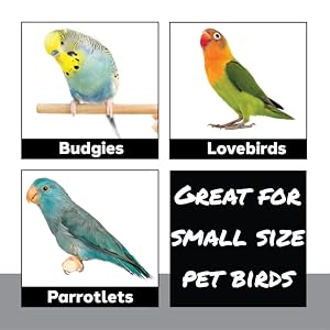 Ideal for budgies lovebirds and parrotlets this toy is perfect for small pet bird species