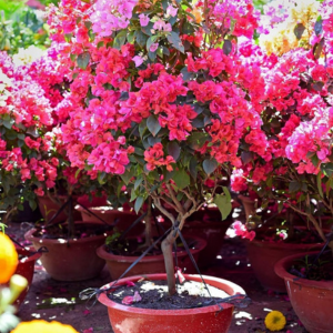 Bougainvillea multicolour indoor outdoor pot podha gamla buganbelia live plant Flowers grafted